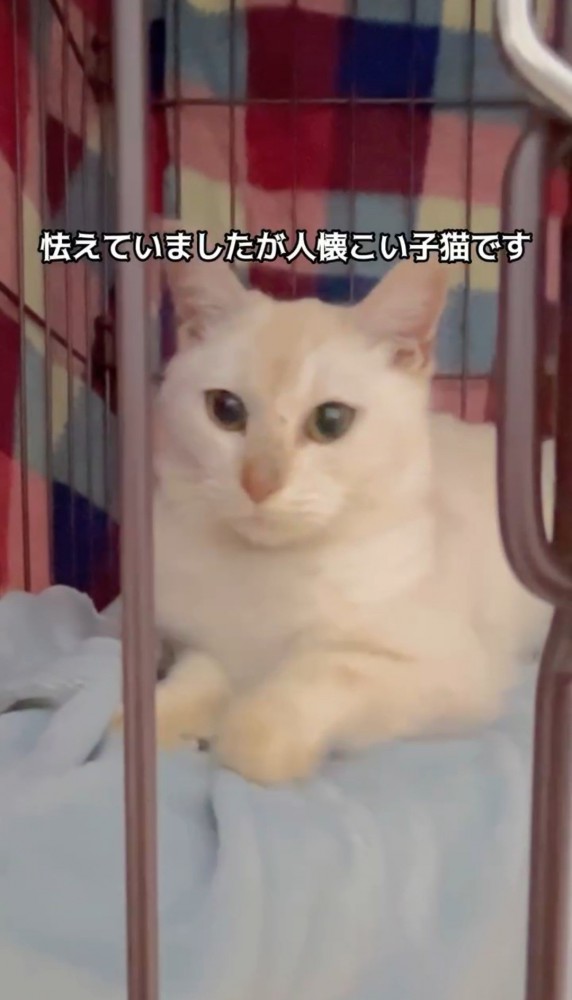 ケージの中の猫