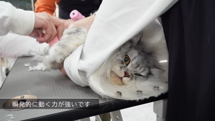 横になる猫の顔