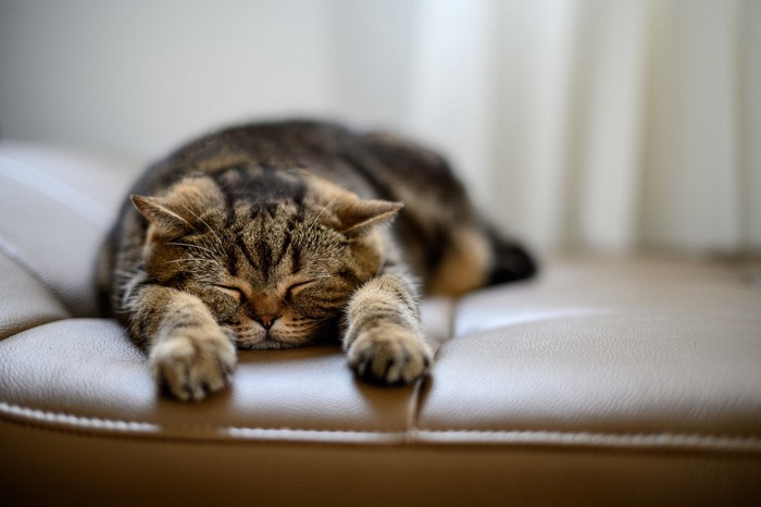 前足を伸ばして寝る猫