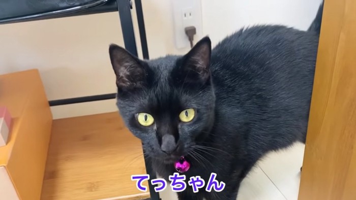 黒猫の顔