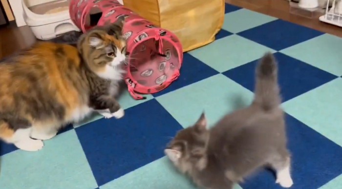 成猫と子猫が対峙