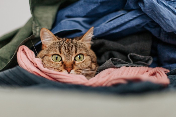 洋服に埋もれる猫
