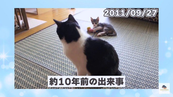 奥に子猫、手前に黒白