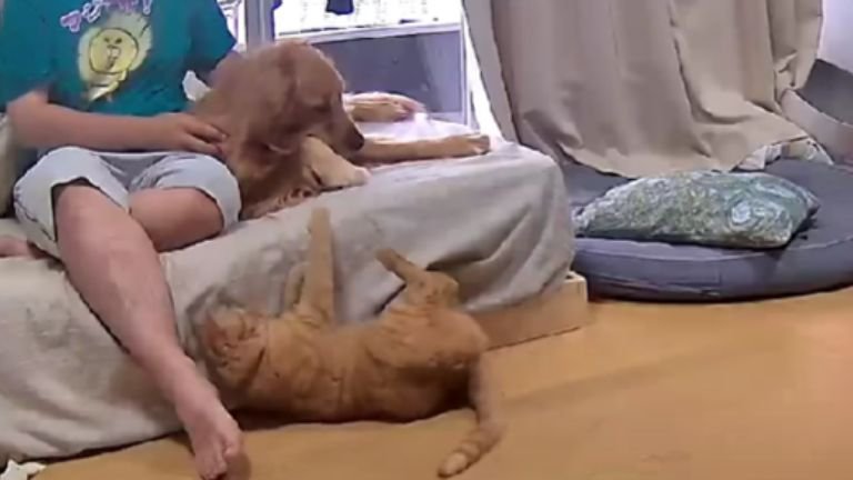 じゃれあっている猫と犬