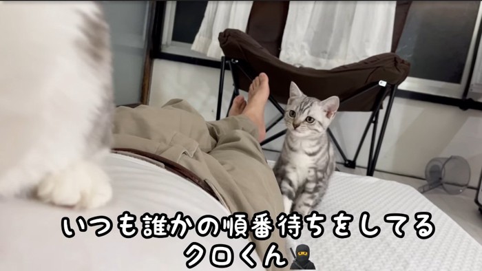 近づく子猫