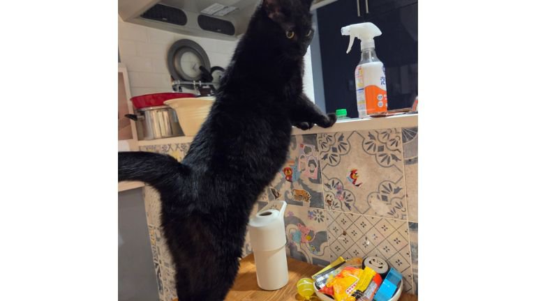 テーブル上の猫