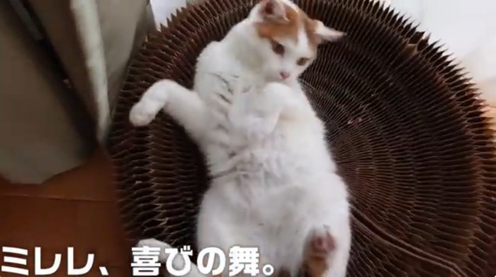 お腹を見せる三毛猫