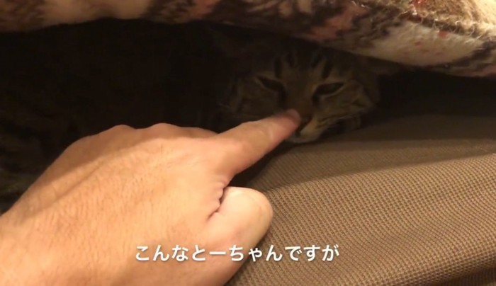 ソファの座布団の下に潜り込んでいる猫
