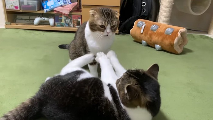 寝転ぶ立ち耳の猫と座る折れ耳の猫