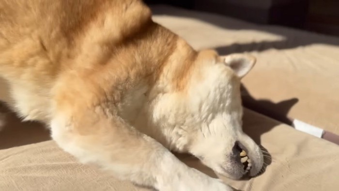 スリスリするももちゃん