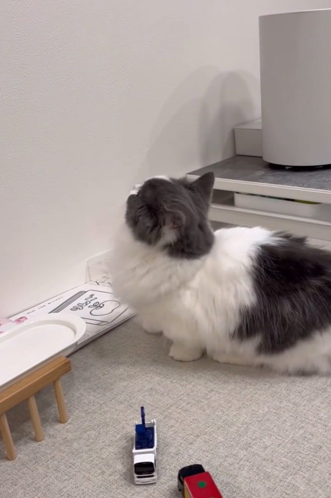 見上げる猫