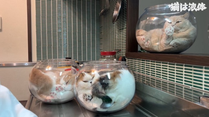 3つの金魚鉢に入る3匹の猫