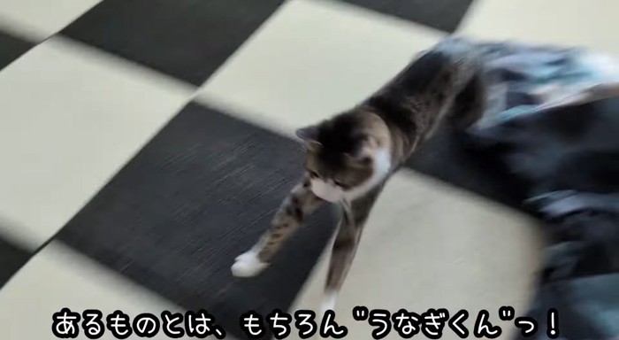 走る猫