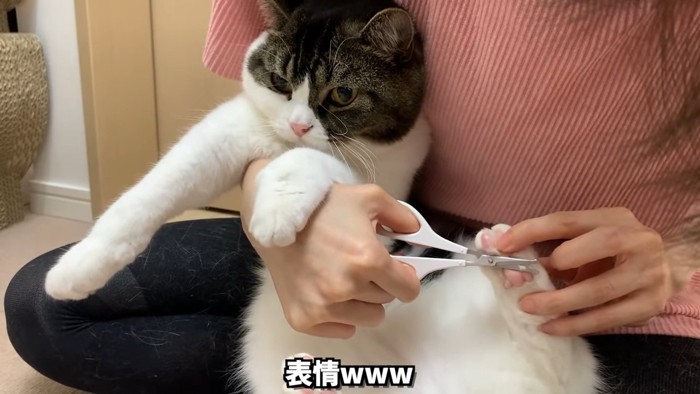 後ろ足の毛をカットされる猫