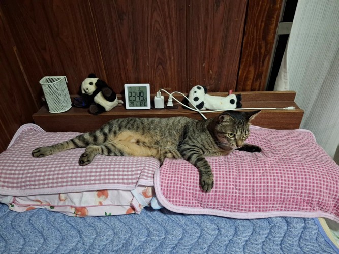 枕に乗る猫