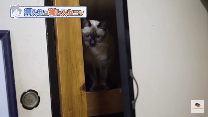 隙間から覗くシャム猫