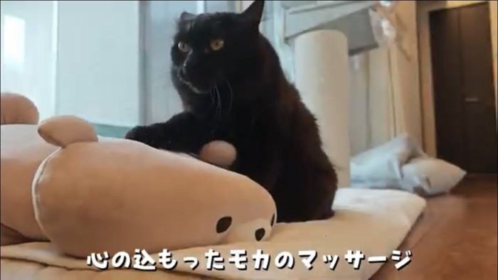 ぬいぐるみで遊ぶ猫