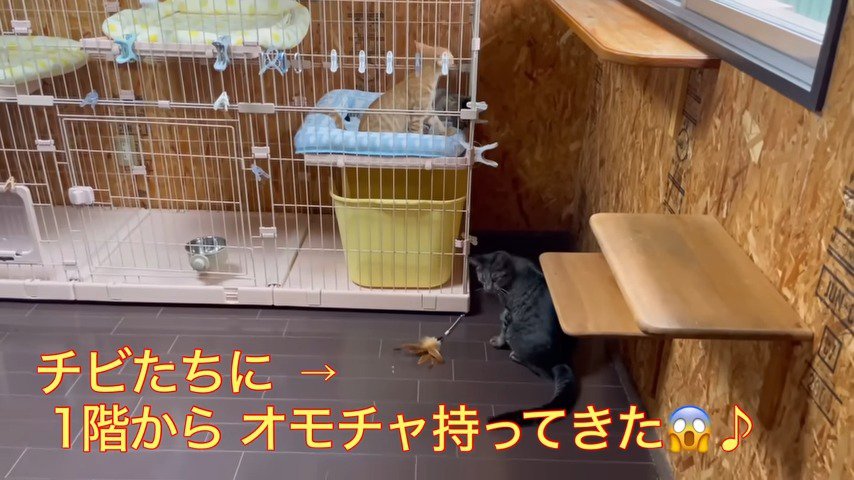 オモチャを持ってきた猫