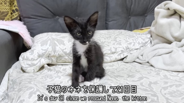 座る子猫