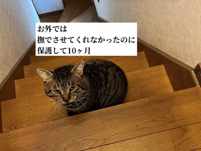 階段の上でお座りしている18歳のショボボくん