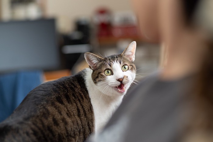 振り返って鳴く猫