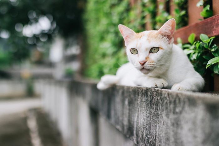 草むらにいる猫