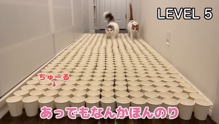 LEVEL5