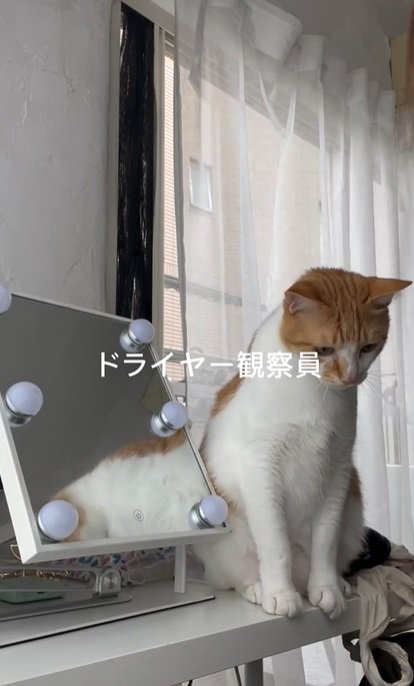 座る猫