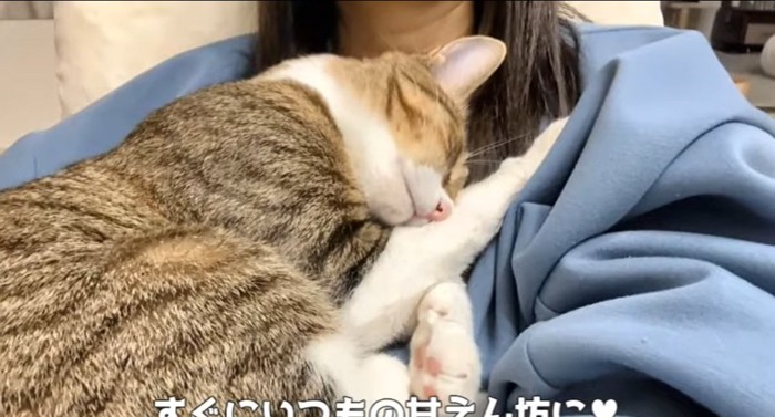 抱っこされる猫