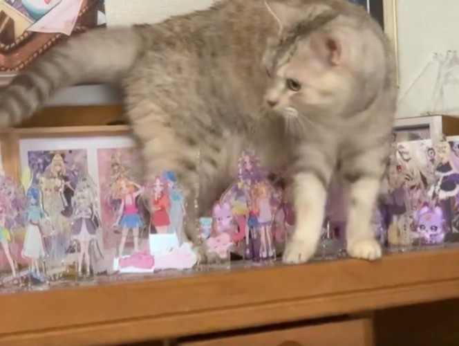アクリルスタンドが並ぶ棚の上にいる猫