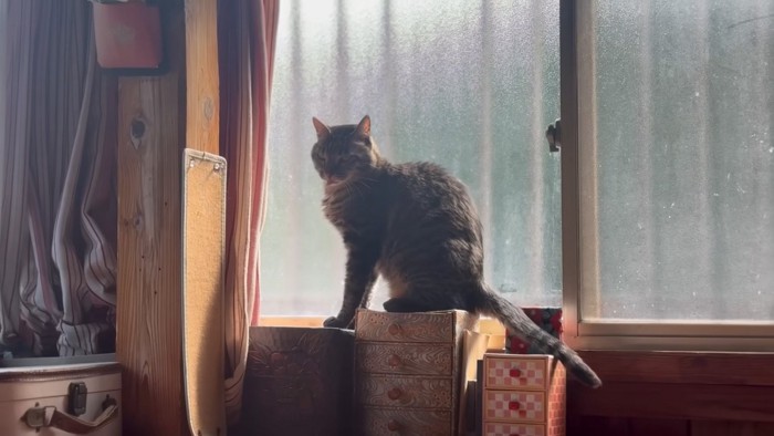 出てる猫