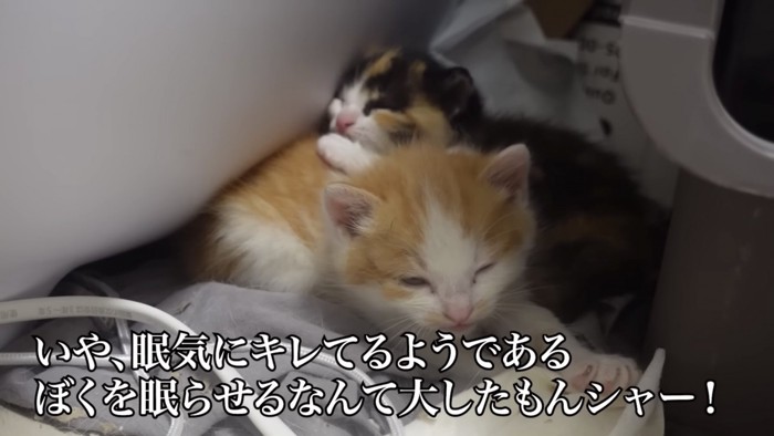 2匹の子猫が寝ている写真2