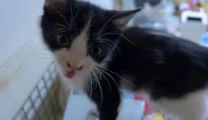 鳴いているアップの猫