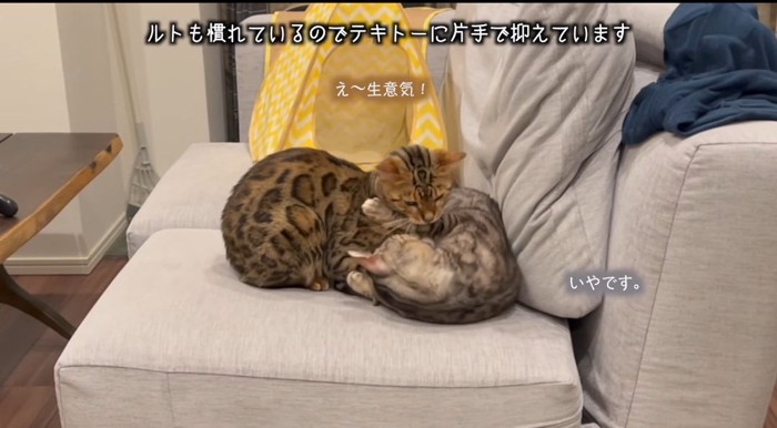 苛立つ猫