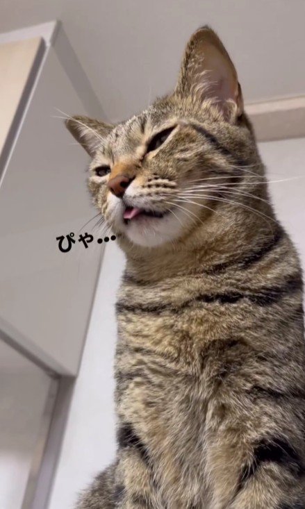 舌を出す猫