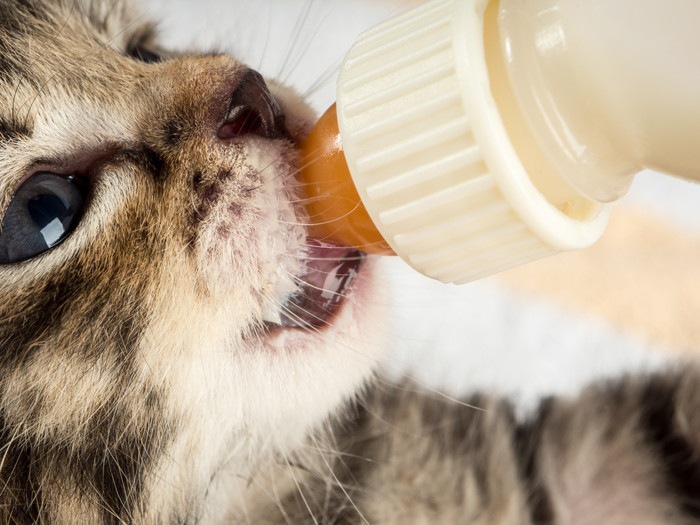 ミルクを飲む子猫