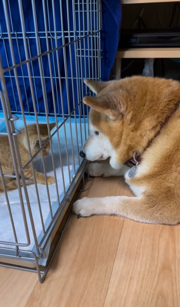 ケージ越しの子猫と柴犬