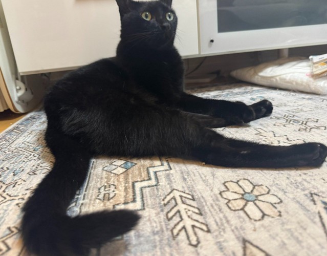 寝そべる猫