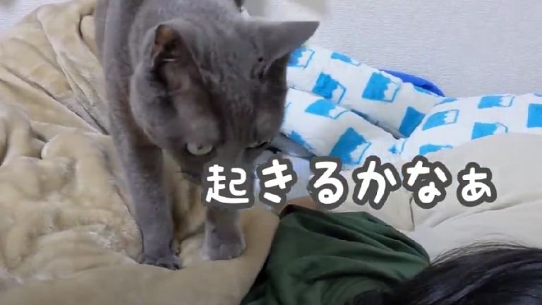 ベッドの上にいる猫