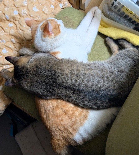 茶白にキジトラが重なっている