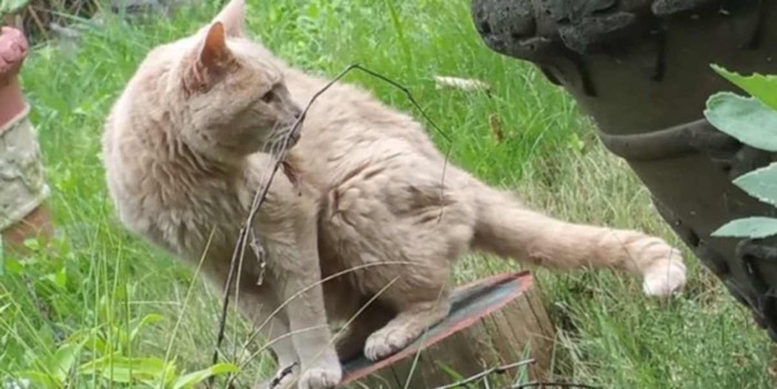 野原に座る猫