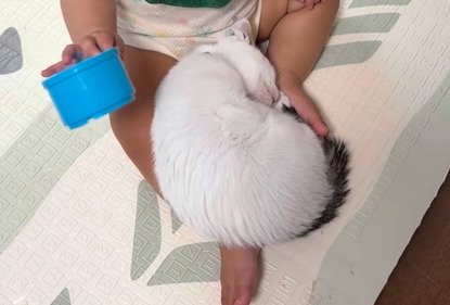 赤ちゃんの足の間で丸くなって休むつなちゃん