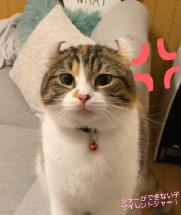 イカ耳の猫