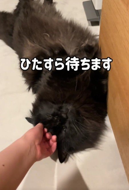 仰向けの黒猫