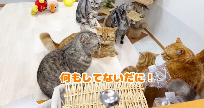 座っている猫