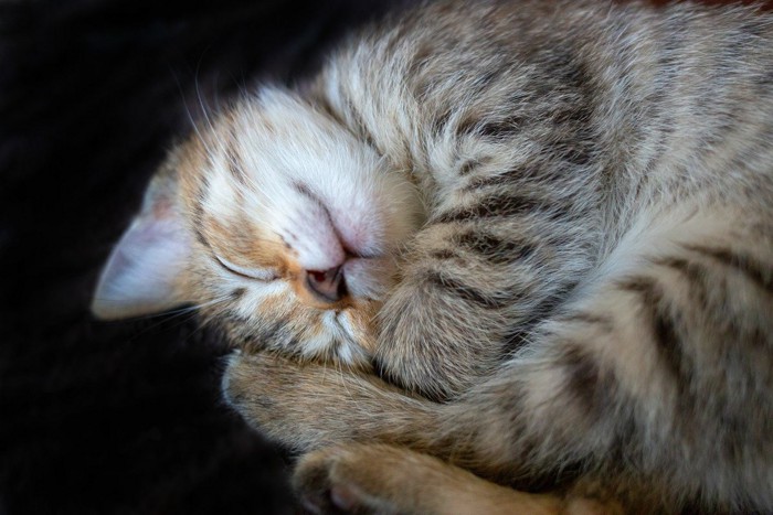 丸くなって寝る縞模様の猫