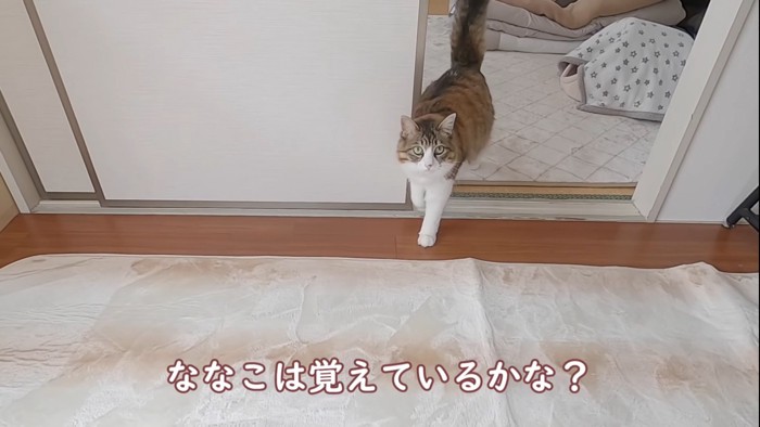 しっぽを立てる猫