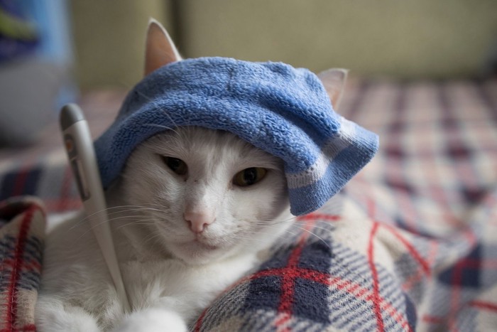 体温計で熱を測る?猫
