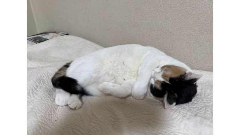 寝ている猫