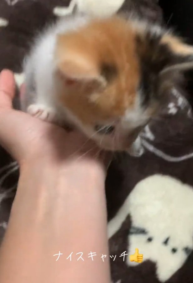 キャッチされる子猫